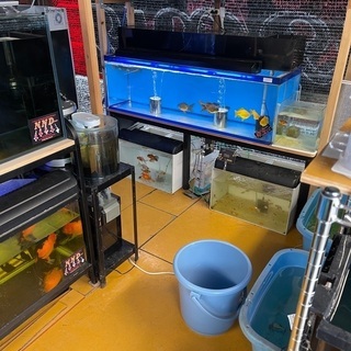 金魚　メダカ　の画像