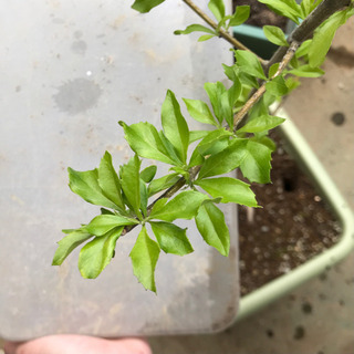 名前忘れた。訂正デュランタ鉢植え