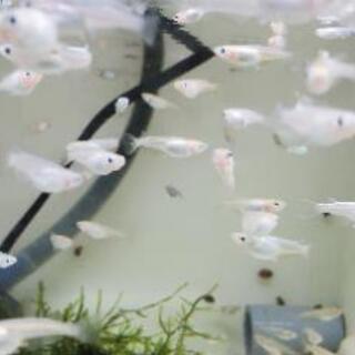 メダカ◆楊貴妃と幹之の血統の画像