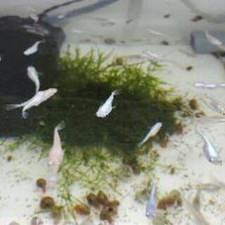 メダカ◆楊貴妃と幹之の血統の画像