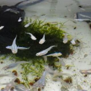 メダカ◆楊貴妃と幹之の血統の画像