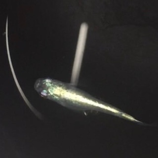 メダカ　黒鱗幹之　2ペア　産卵中　代引き発送可の画像