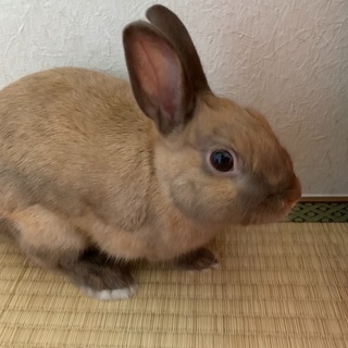 ネザーランドドワーフ　うさぎ