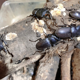 クワガタ 天然クワガタ 成虫 オス メス 大人気