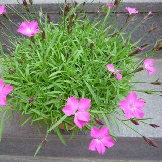 ★芝桜　シバザクラ　小さいピンクの花が咲いています　★