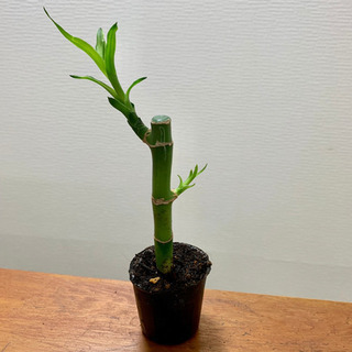 ミリオンバンブー 観葉植物 植物苗 ② 人気