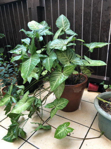 大きめの観葉植物(鉢つき)