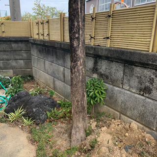 イヌマキの画像