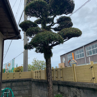 イヌマキの画像