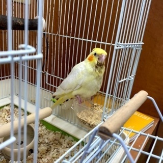 オカメインコ　ルチノー　1ヶ月と少し　性別不明