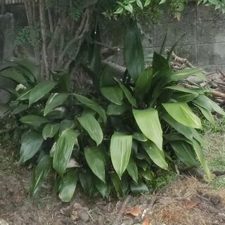 ハラン（葉蘭）【樹木・庭木・常緑・観葉植物】（野菜や芋との交換も...
