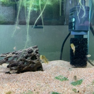 稚魚　5匹　アピスト　グラマ　の画像