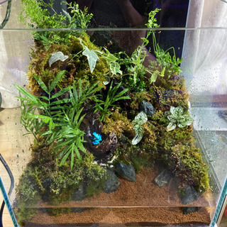 トカゲリウム　イモリウム　ポ トカゲリウム イモリウム ポ様専用 - メルカリ