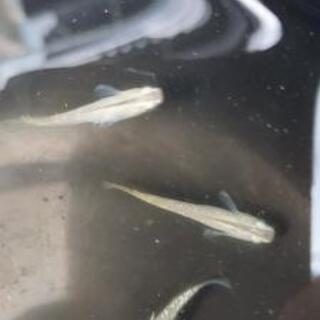 翡翠カブキメダカ(5匹♂️2♀️3)
