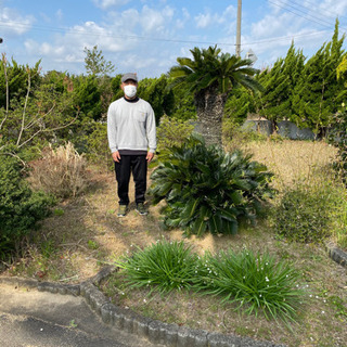 6万→4万に値引きしました！蘇鉄の買い取りです！県内はお安くできるかも。