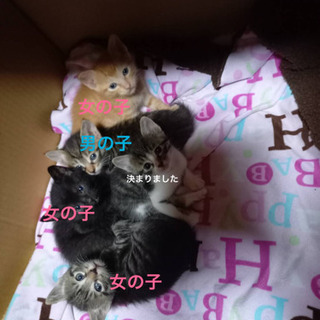 応募者多数の為受付停止中