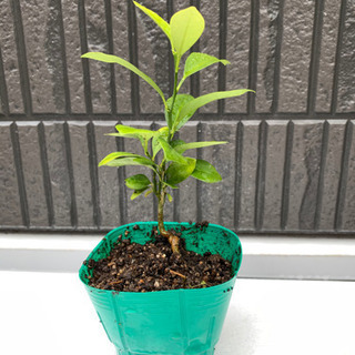 キンカンの苗木