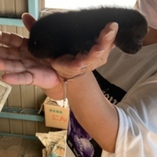 生後2週間  黒猫ちゃん