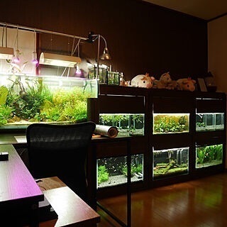 熱帯魚及び熱帯魚用品引き取ります