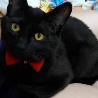 黒猫　オス　1歳未満　子猫
