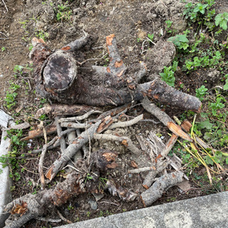 木　木片　焚き火にいかがですか？の画像