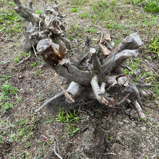 木　木片　焚き火にいかがですか？の画像