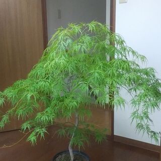 モミジ　紅葉　しだれもみじ　もみじ　垂れ　青垂れ　庭　ガーデニン...