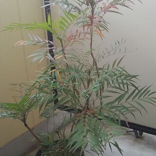 マホニアコンフューサ　細葉ヒイラギナンテン　植物　ガーデニング　...