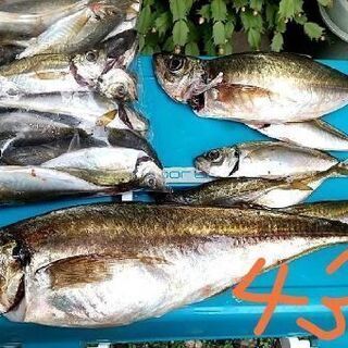 『鮮度の良い鯵ってこんなに身が白いの！？』の画像