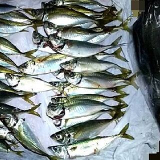 『鮮度の良い鯵ってこんなに身が白いの！？』の画像