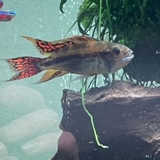 稚魚　5匹　アピストグラマ　の画像