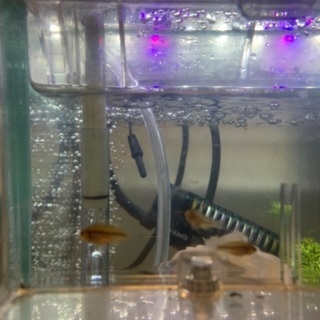 稚魚　5匹　アピストグラマ　