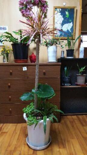 寄せ植えL―30