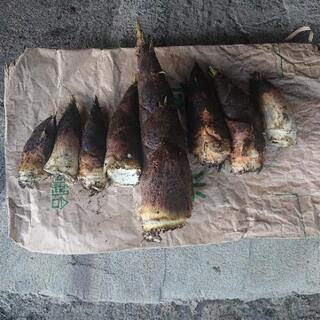獲れたて筍5.5kg 半値以下