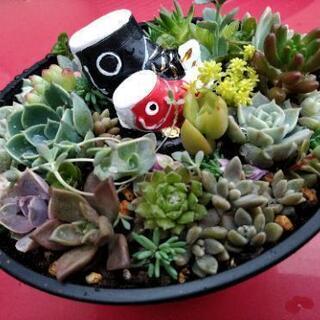 ＊多肉植物＊ 寄せ植え 鯉のぼり 0414