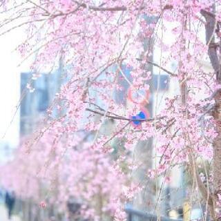 【日程調整中】撮影仲間募集します📷 − 岩手県