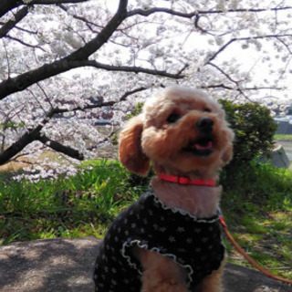 家庭教師　新規生徒さん募集