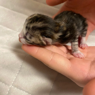 子猫の里親募集です！4/13産まれです！