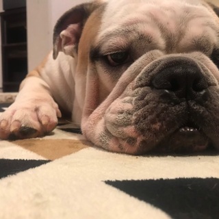 オス、3歳です。