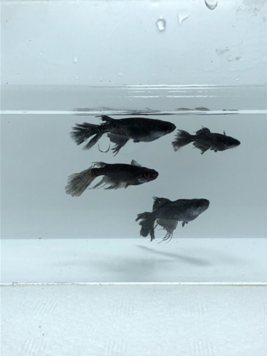 (別) 代理出品です！　中里氏オリジナル　ブラックダイヤ松井ヒレ長2020ver