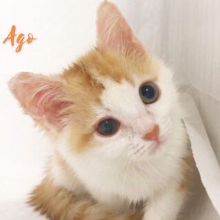 マンチカン　　子猫　●●●本文をよくご覧下さいませ。 ●●●　ア...