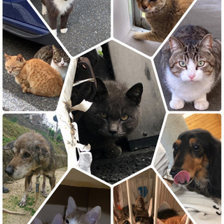 保護犬猫たちのボランティア募集中！ - 下関市