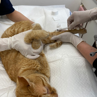 保護犬猫たちのボランティア募集中！ - ボランティア