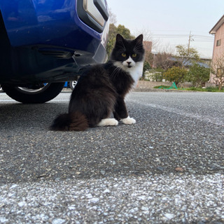 保護犬猫たちのボランティア募集中！ − 山口県
