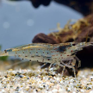 🦐ヤマトヌマエビ🦐アクアリウムのお供に コケ取りに✨