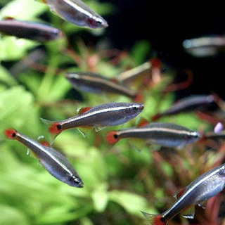 ヒーターがなくても飼える熱帯魚　アカヒレ