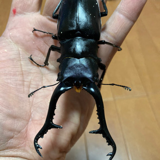 (お取引き先様決定)ギラファノコギリクワガタ  即ブリペア　未使用