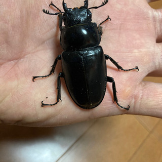 (お取引き先様決定)ギラファノコギリクワガタ  即ブリペア　未使用の画像