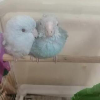 マメルリハインコ ペア【問い合わせ多数のため受付一旦終了】