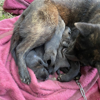 母親は1歳半の甲斐犬ですが父親がわかりません - 対馬市